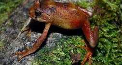 Zwei neue Froscharten im peruanischen Amazonas entdeckt