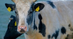 Polizeihubschrauber und Jäger im Einsatz: Kuh legt Bundesstraße bei Tübingen lahm