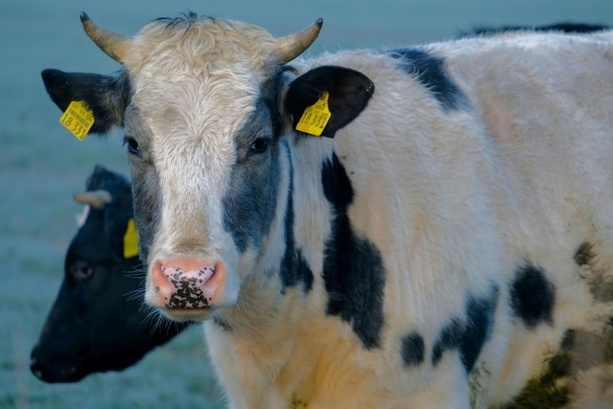 Bild vergrößern: Polizeihubschrauber und Jäger im Einsatz: Kuh legt Bundesstraße bei Tübingen lahm