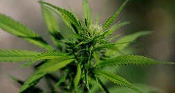 Illegale Cannabisplantage in leerstehendem Gasthof in Sachsen-Anhalt entdeckt