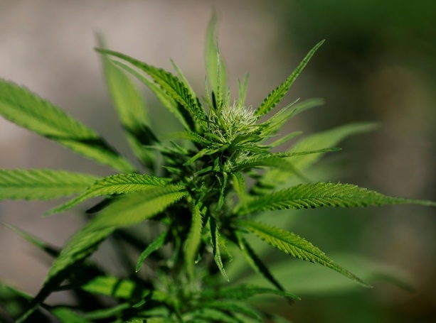 Bild vergrößern: Illegale Cannabisplantage in leerstehendem Gasthof in Sachsen-Anhalt entdeckt