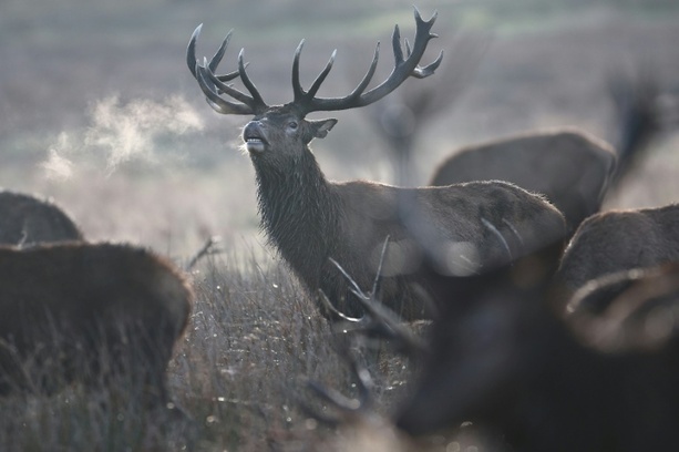 Bild vergrößern: Hirsch bei Wildunfall in Mecklenburg-Vorpommern zeitgleich von zwei Autos erfasst
