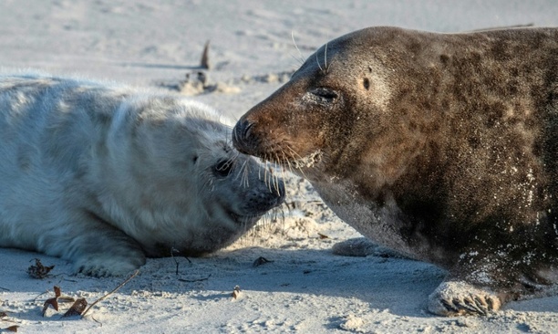 Bild vergrößern: Erste Kegelrobbenbabys der Saison auf Nordseeinsel Helgoland geboren