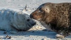 Erste Kegelrobbenbabys der Saison auf Nordseeinsel Helgoland geboren