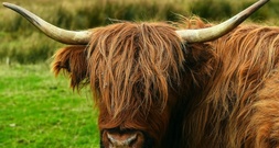 Panische Rinder laufen auf Bahnstrecke in Baden-Württemberg - zwei Tiere tot