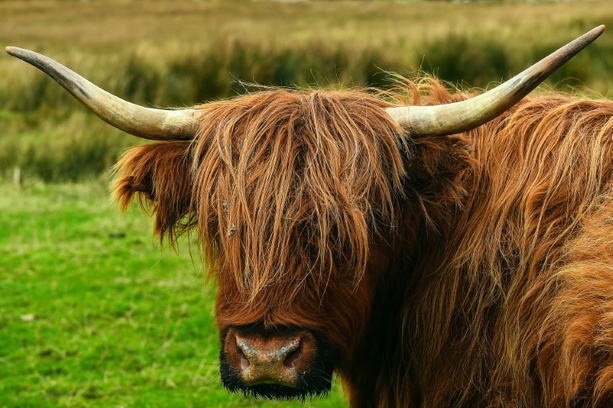 Bild vergrößern: Panische Rinder laufen auf Bahnstrecke in Baden-Württemberg - zwei Tiere tot