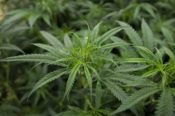 Bild vergrößern: Cannabisplantage in Gelsenkirchen wegen piependen Feuermelders aufgeflogen