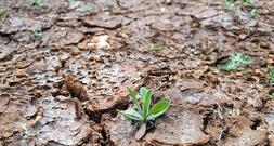 UNHCR: Klimawandel treibt Millionen Menschen zur Flucht