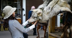 Zollbeamte entdecken an Frankfurter Flughafen Wolfsfell in Gepäck