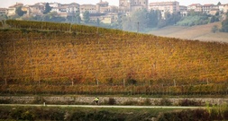 Weinproduktion erholt sich 2025 leicht - steht aber weiter vor Herausforderungen