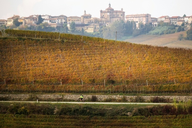 Bild vergrößern: Weinproduktion erholt sich 2025 leicht - steht aber weiter vor Herausforderungen