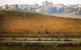 Weinproduktion erholt sich 2025 leicht - steht aber weiter vor Herausforderungen