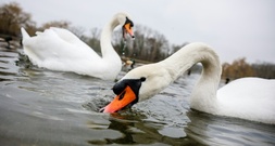 Mecklenburg-Vorpommern: Aggressiver Schwan versperrt 38-Jährigem Weg aus Haus