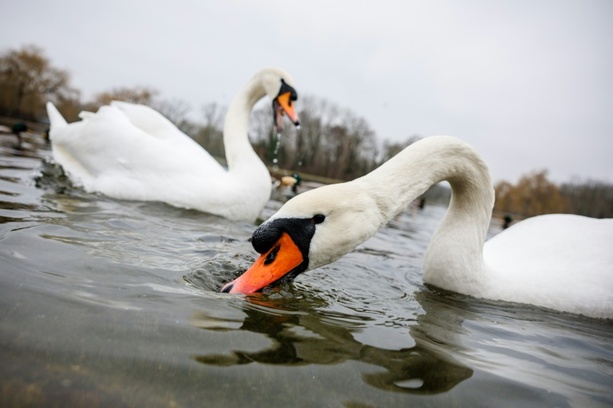 Bild vergrößern: Mecklenburg-Vorpommern: Aggressiver Schwan versperrt 38-Jährigem Weg aus Haus
