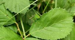 BUND legt bei Biodiversitäts-Verfassungsbeschwerde nach
