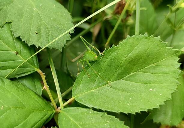 Bild vergrößern: BUND legt bei Biodiversitäts-Verfassungsbeschwerde nach