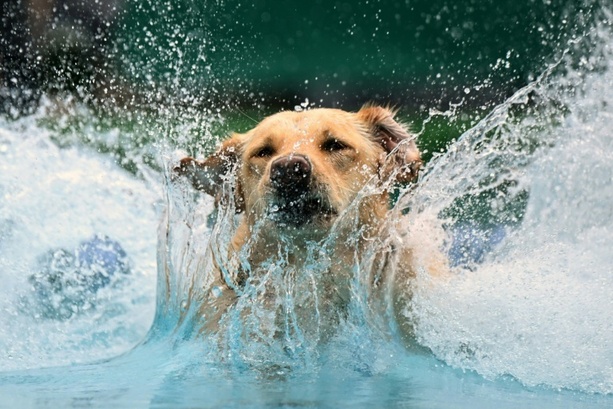 Bild vergrößern: Studie: Menschen und Hunde verbreiteten sich gemeinsam in Eurasien