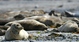 Seehundbestand in Wattenmeer stagniert: Fast 24.000 Tiere gezählt