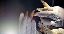 Mann will mit Tigerzahn an Halskette an Frankfurter Flughafen einreisen