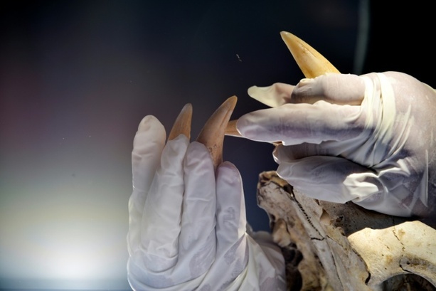 Bild vergrößern: Mann will mit Tigerzahn an Halskette an Frankfurter Flughafen einreisen