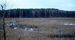 EU-Kommissarin plant Zertifikate für Wiederherstellung der Natur