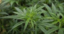 Gericht bestätigt Verbot von Handel mit eingepflanzten Cannabisjungpflanzen