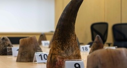 Rekordfund illegaler Nashorn-Hörner in Singapur