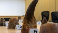 Rekordfund illegaler Nashorn-Hörner in Singapur