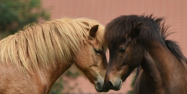Bild vergrößern: Zwei Pferde verenden bei Verkehrsunfall auf Rügen - Autofahrerin verletzt