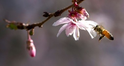 Zulassung von Unkrautvernichtern darf nicht automatisch befristet verlängert werden