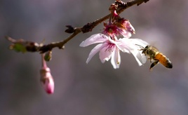Zulassung von Unkrautvernichtern darf nicht automatisch befristet verlängert werden