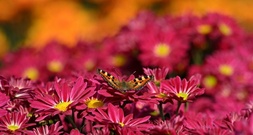 Dunkler Wiesenknopf-Ameisenbläuling ist Schmetterling des Jahres 2026