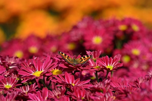 Bild vergrößern: Dunkler Wiesenknopf-Ameisenbläuling ist Schmetterling des Jahres 2026