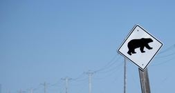 Elf Verletzte bei Angriff von Grizzlybär auf Schulgruppe in Kanada