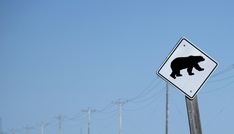 Elf Verletzte bei Angriff von Grizzlybär auf Schulgruppe in Kanada