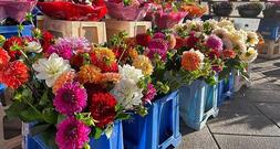 Blumenproduktion in Deutschland rückläufig