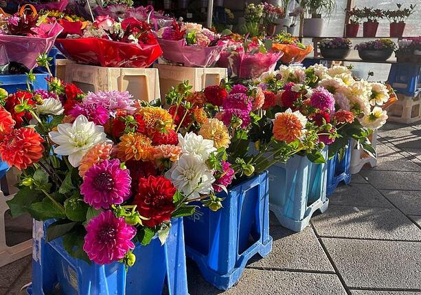 Bild vergrößern: Blumenproduktion in Deutschland rückläufig