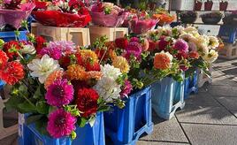 Blumenproduktion in Deutschland rückläufig