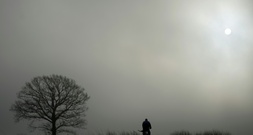 Sturz durch herausragenden Ast: Landgericht Magdeburg weist Klage von Radfahrer ab