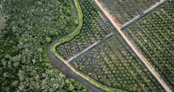 Erneute Mehrheit mit Extremrechts: EU-Parlament für Aufschub von Abholzungsgesetz