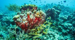 Flughafen Hamburg: Acht geschützte Korallen in Gepäck von Urlauberin entdecktÂ