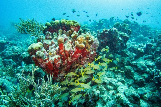 Bild vergrößern: Flughafen Hamburg: Acht geschützte Korallen in Gepäck von Urlauberin entdeckt 