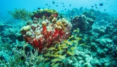 Flughafen Hamburg: Acht geschützte Korallen in Gepäck von Urlauberin entdeckt 