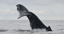 Kabinett beschließt Beitritt zu UN-Hochseeschutzabkommen