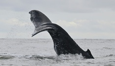Kabinett beschließt Beitritt zu UN-Hochseeschutzabkommen