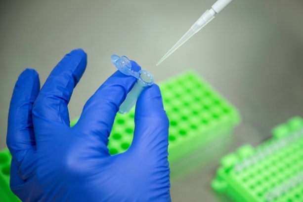 Bild vergrößern: Gentechnik: Agrarindustrie begrüßt EU-Einigung - Kritik von Umweltschützern