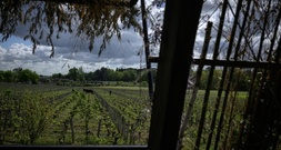 EU-Einigung auf Unterstützung für Winzer und Kennzeichnung für alkoholfreie Weine