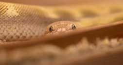 Polizei findet Besitzer von toter Riesenschlange in Nordrhein-Westfalen