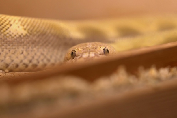 Bild vergrößern: Polizei findet Besitzer von toter Riesenschlange in Nordrhein-Westfalen