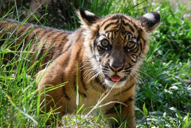 Bild vergrößern: Nachwuchs im Heidelberger Zoo: Zwei Sumatra-Tiger geboren